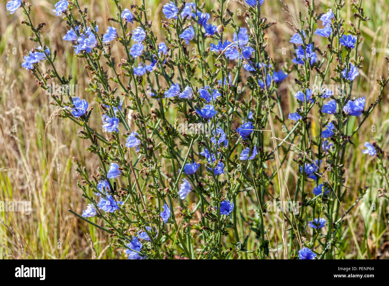 Cicoria Cichorium intybus Blue Wildflower Meadow luglio Fiore Estate Fiori Cichorium Garden Plant Blooming Nature Wildflowers Foto Stock