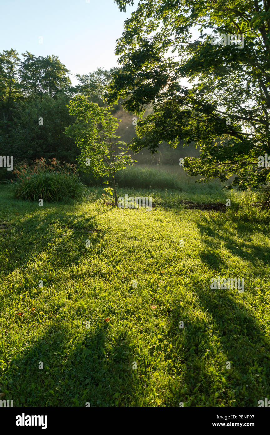 Paesaggio atmosferica di rugiada le ombre e la nebbia su un prato alberata in un giardino Foto Stock