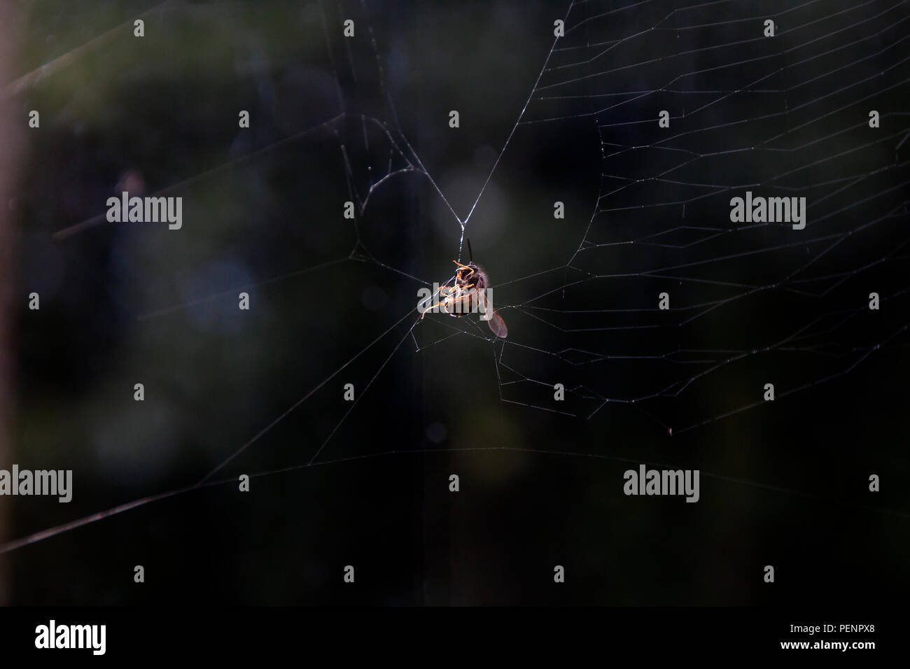WASP ( Vespula vulgaris ) catturato in ragnatela con illuminazione laterale naturale e sfondo a fuoco morbido e spazio di copia. Vita appesa da un concetto di thread. Foto Stock