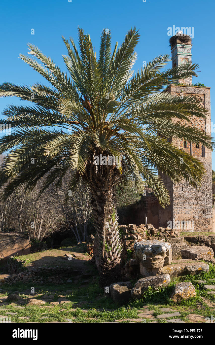 Palm Tree e un minareto della moschea nella necropoli Chellah, Rabat il Marocco. Nido di cicogna sulla sommità della torre. Rovine intorno nell'erba. Blu brillante s Foto Stock