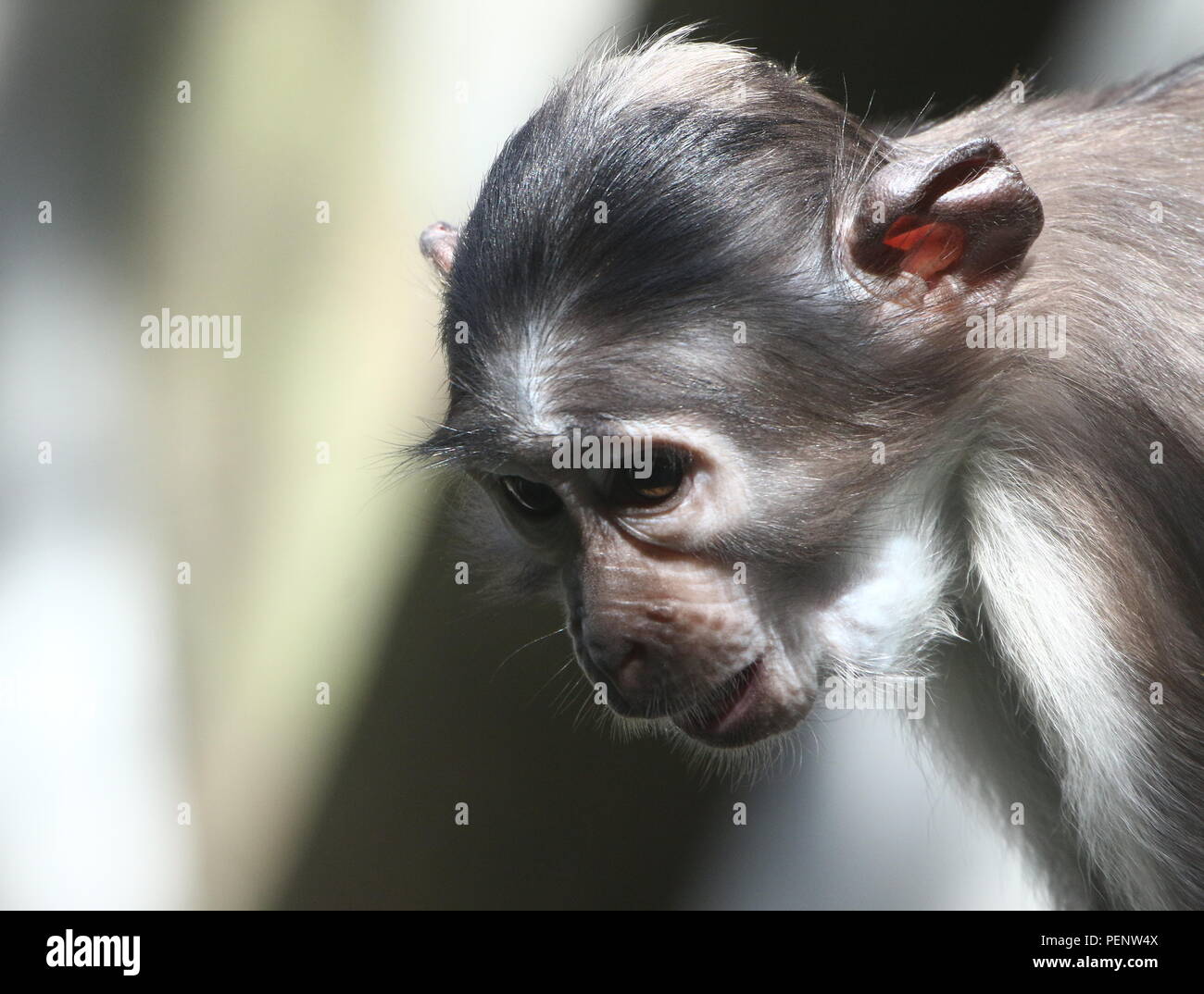 West African bianco-incoronato (mangabey Cercocebus atys/ lunulatus torquatus) a.k.a. Fuligginosa, bianco-naped o bianco-mangabey a collare Foto Stock