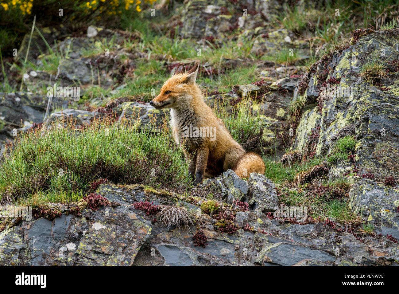 Red Fox (Vulpes vulpes vulpes) in ambiente naturale. Picos de Europa parco naturale, Spagna Foto Stock