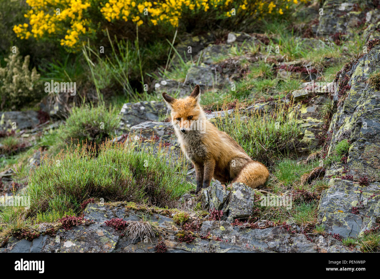 Red Fox (Vulpes vulpes vulpes) in ambiente naturale. Picos de Europa parco naturale, Spagna Foto Stock