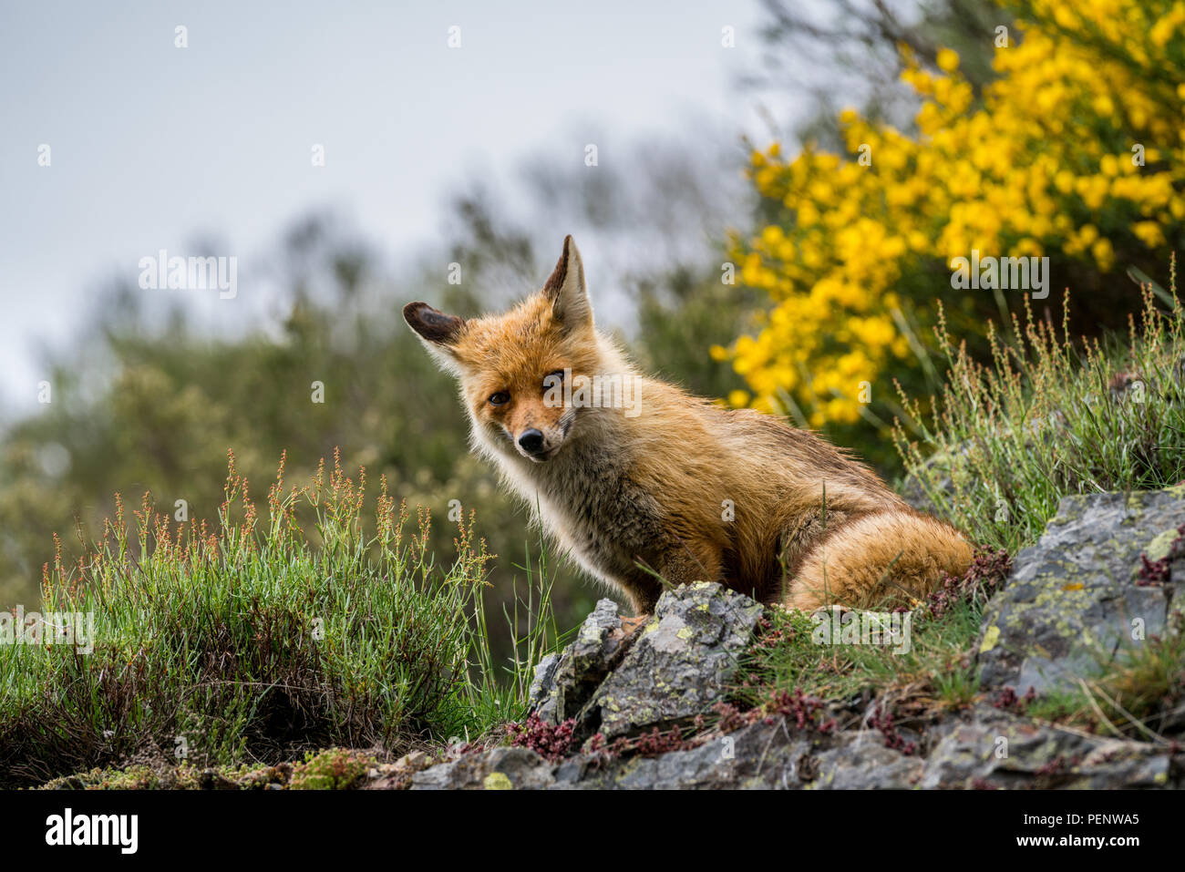 Red Fox (Vulpes vulpes vulpes) in ambiente naturale. Picos de Europa parco naturale, Spagna Foto Stock