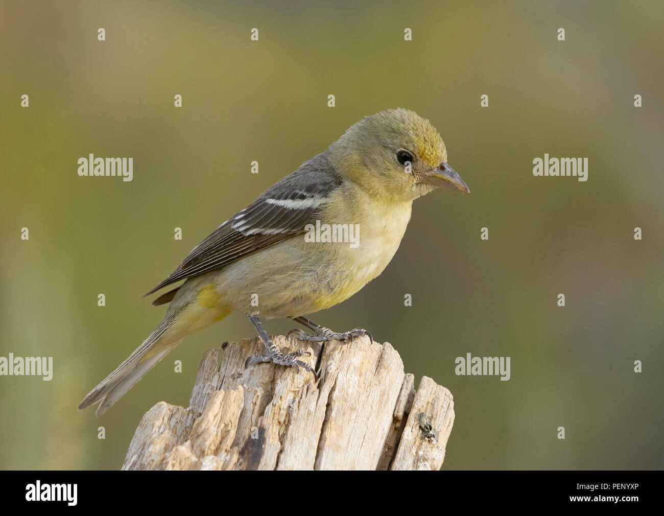 Femmina Western Tanager (Piranga ludoviciana), Lake County Oregon Foto Stock