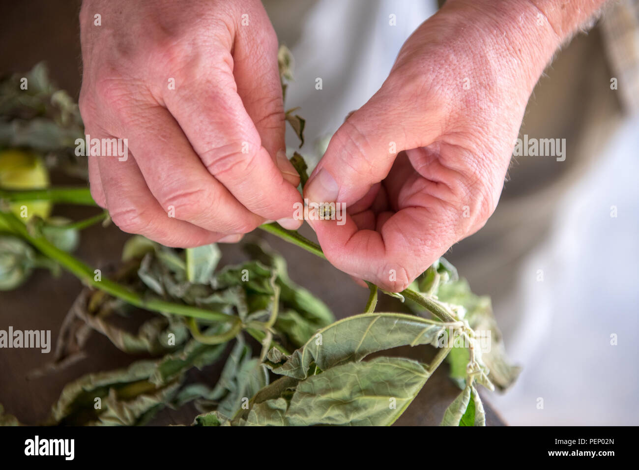Close up di mani esaminando un fiore in Ganta, Liberia Foto Stock