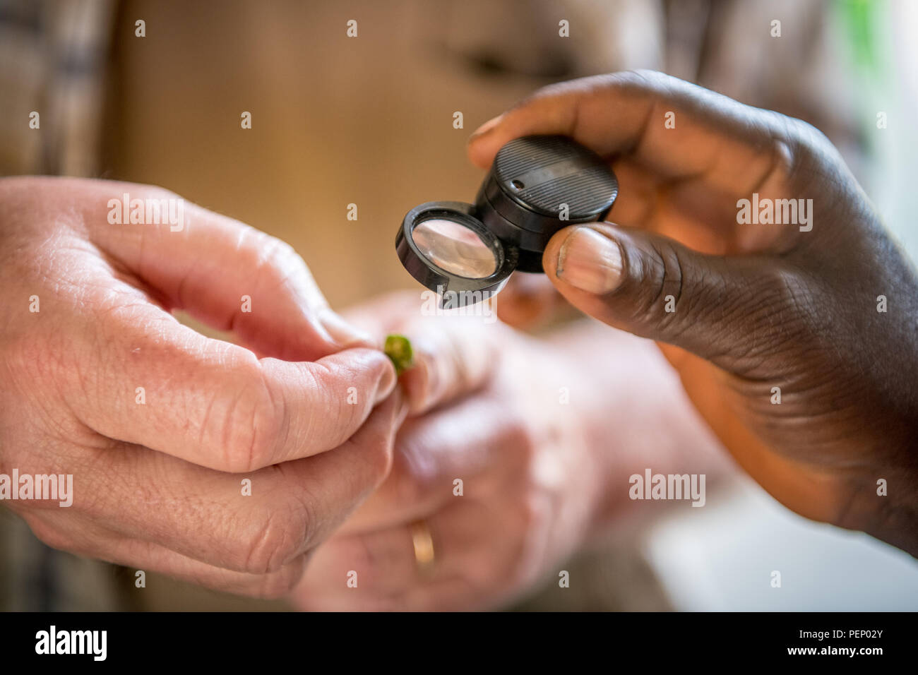 Close up di mani esaminando un fiore attraverso una lente di ingrandimento in Ganta, Liberia Foto Stock