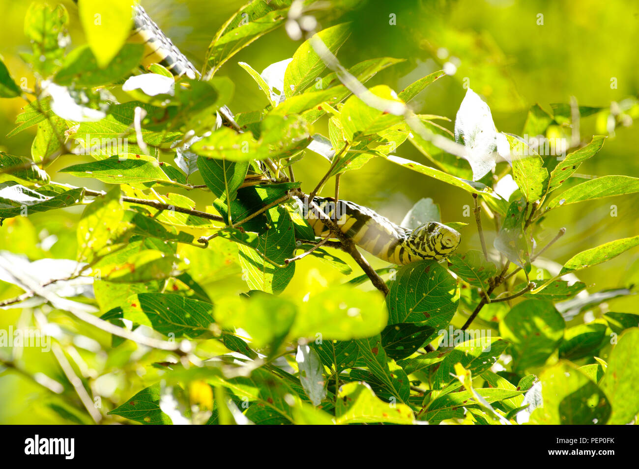 Tiger Snake, Rincon Rain Forest, Costa Rica Foto Stock