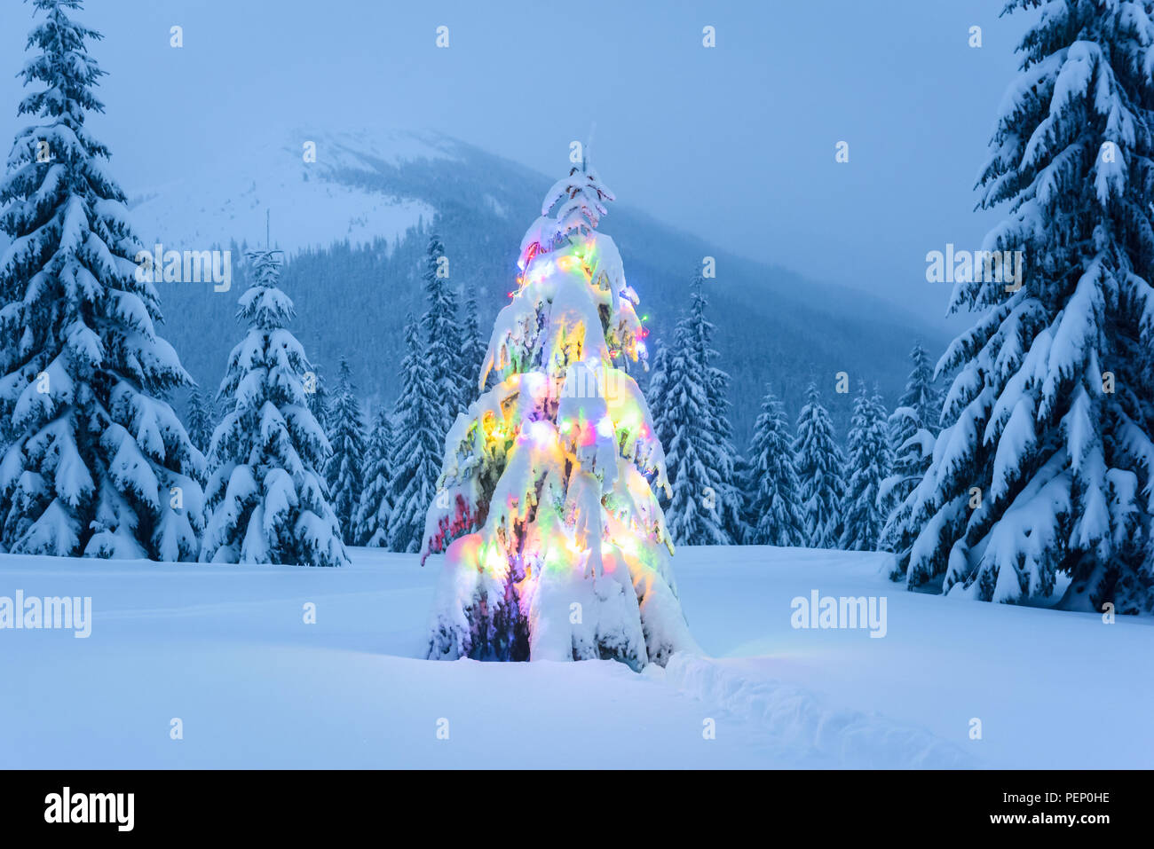 Albero di natale con luci Foto Stock