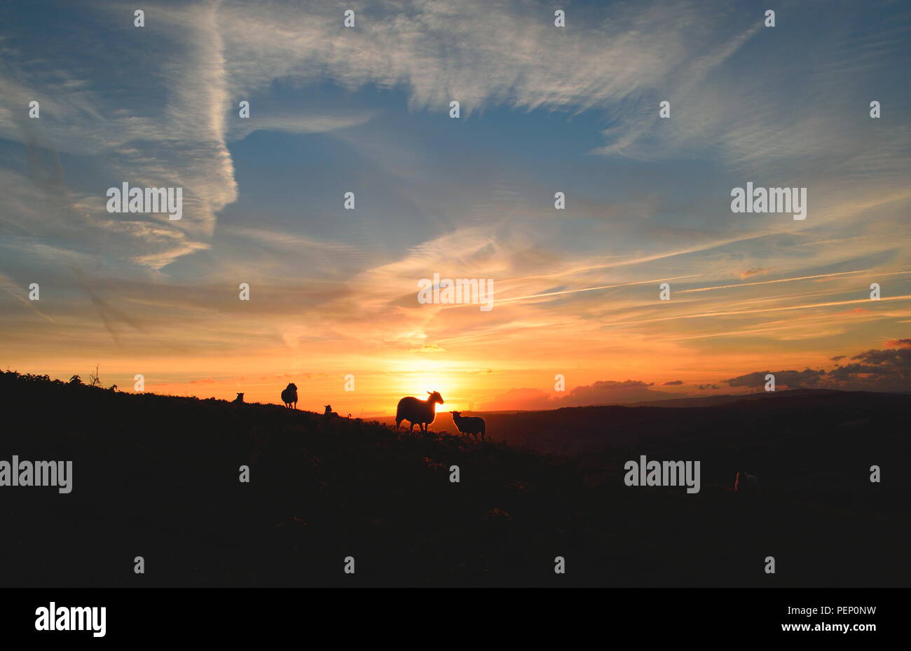 Silhouette di pecora su un terreno coltivato in Dorset di sunrise Foto Stock