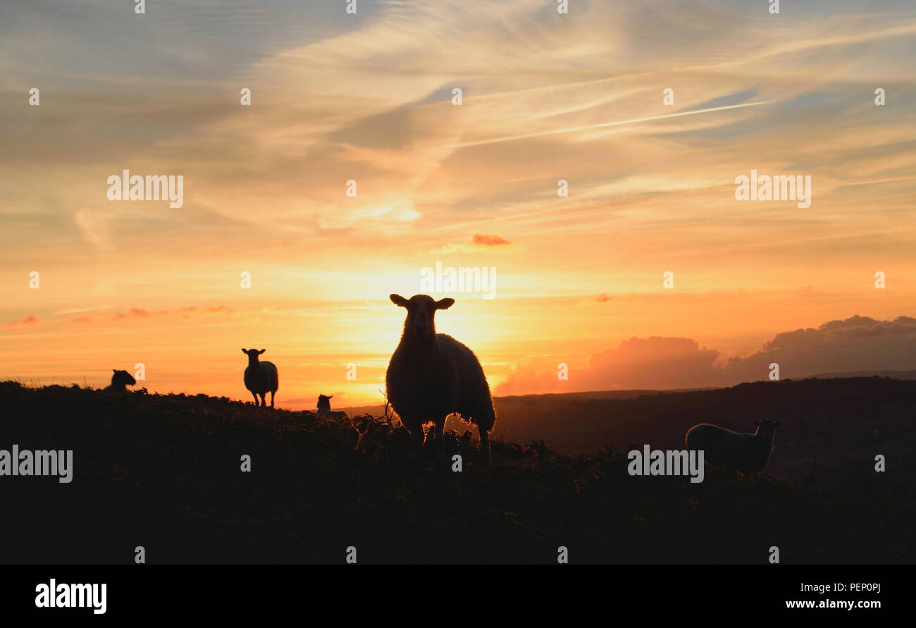 Silhouette di pecora su un terreno coltivato in Dorset di sunrise Foto Stock