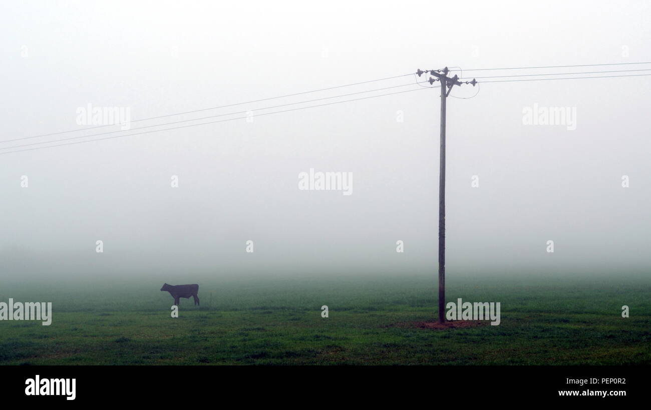 Bull pascolano sul campo di terreni agricoli in Devon su una mattinata nebbiosa Foto Stock