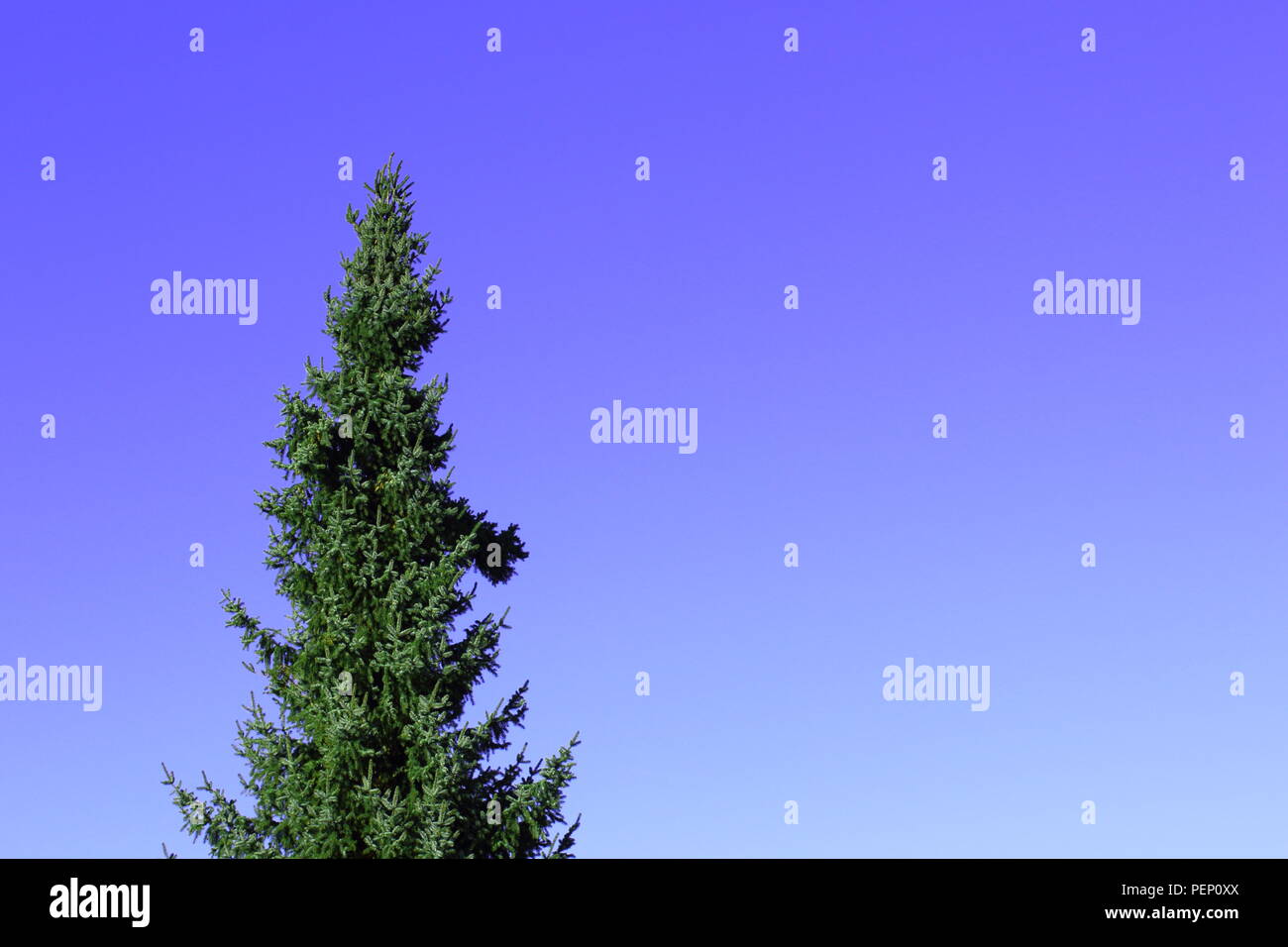 Blue Abete (Picea pungens) contro il cielo blu con copia di spazio, può essere utilizzata come sfondo Foto Stock