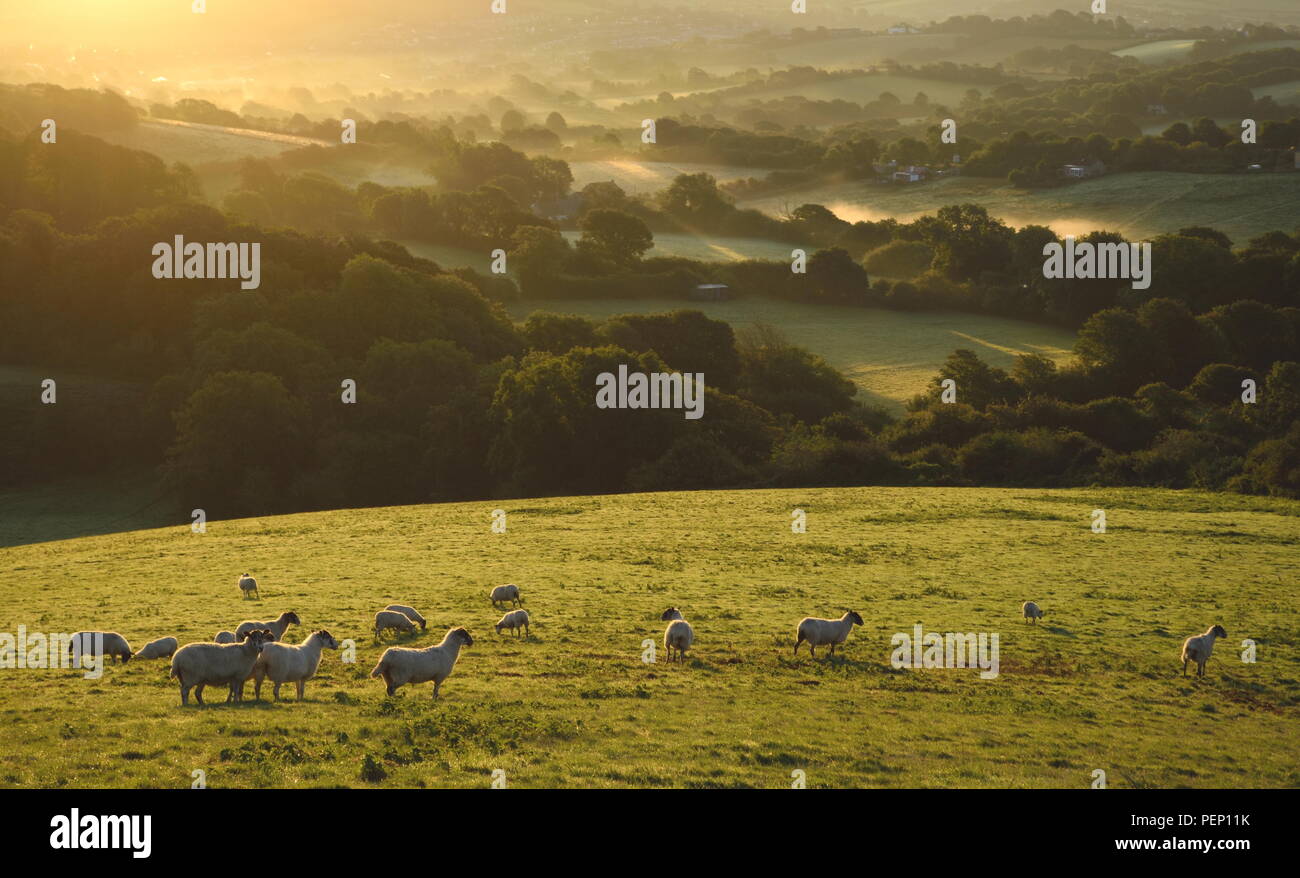 Gregge di pecore pascolano in una nebbiosa mattina in Marshwood Vale, Dorset Foto Stock