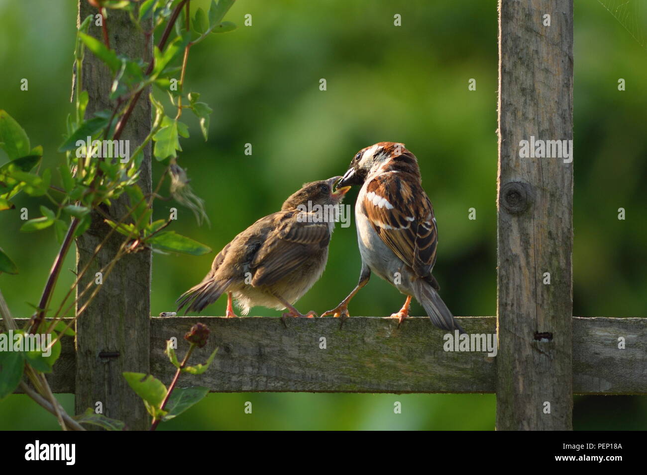 Sparrow alimentazione dei giovani pulcino su giardino recinto Foto Stock