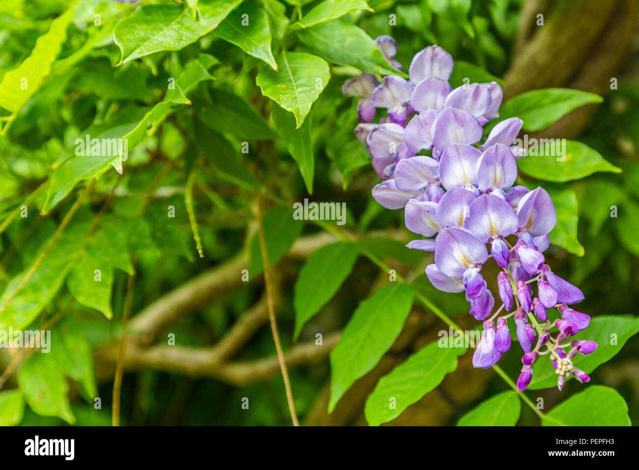 Il Glicine salendo su un vecchio muro Foto Stock
