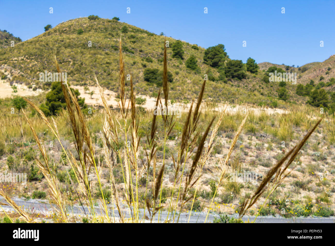 Macrochloa tenacissima, esparto erba che cresce nella campagna dell'Andalusia, Spagna Foto Stock