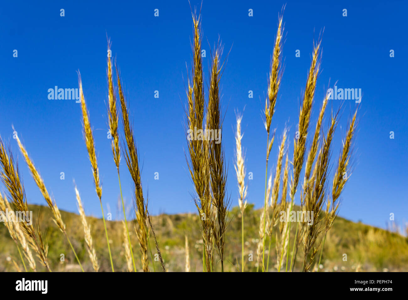 Macrochloa tenacissima, erba esparte coltivata nella campagna andalusa Foto Stock