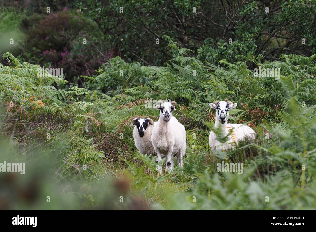 Blackface le pecore di montagna nelle aree montane habitat. Tipperary, Irlanda Foto Stock