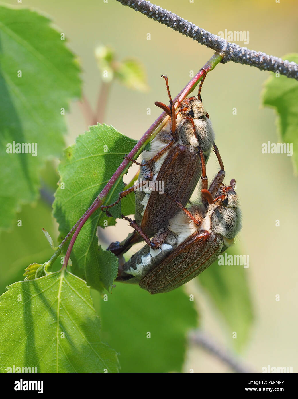 Coppia di accoppiamento (Cockchafers Melolontha melolontha) sulla betulla. Tipperary, Irlanda Foto Stock