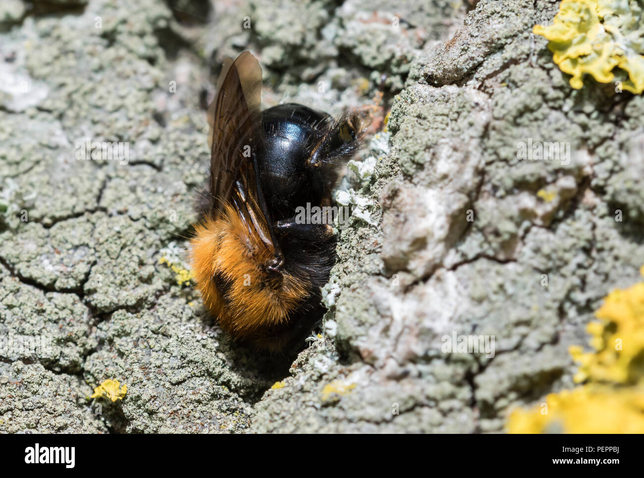Tree Bumblebee (Bombus hypnorum) su un albero in primavera nel West Sussex, in Inghilterra, Regno Unito. Ape su un albero. Foto Stock