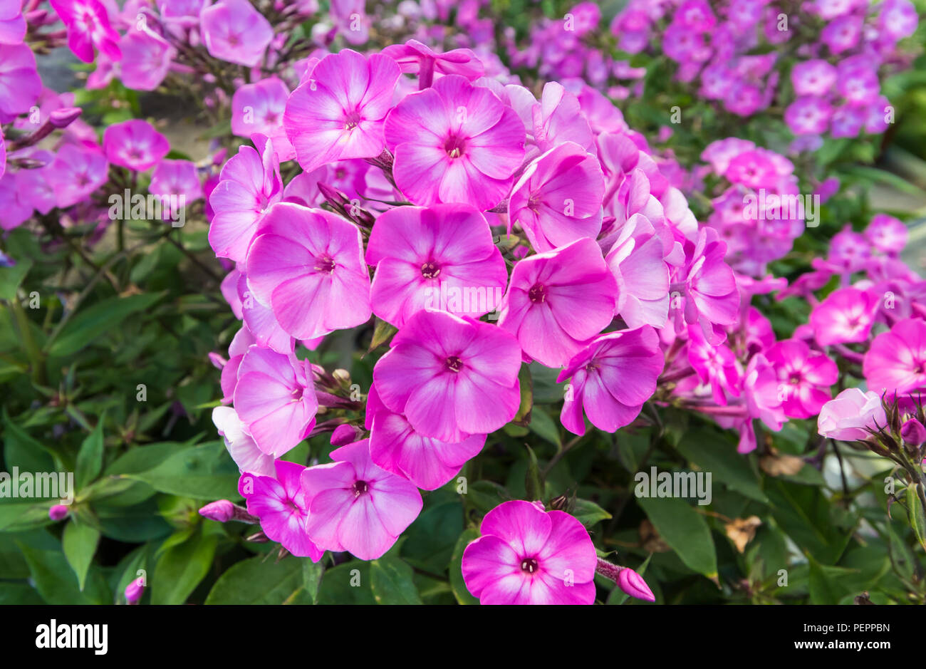 Phlox paniculata 'famoso luce viola', una luce viola phlox fiore che sboccia in estate (agosto) nel West Sussex, in Inghilterra, Regno Unito. Foto Stock