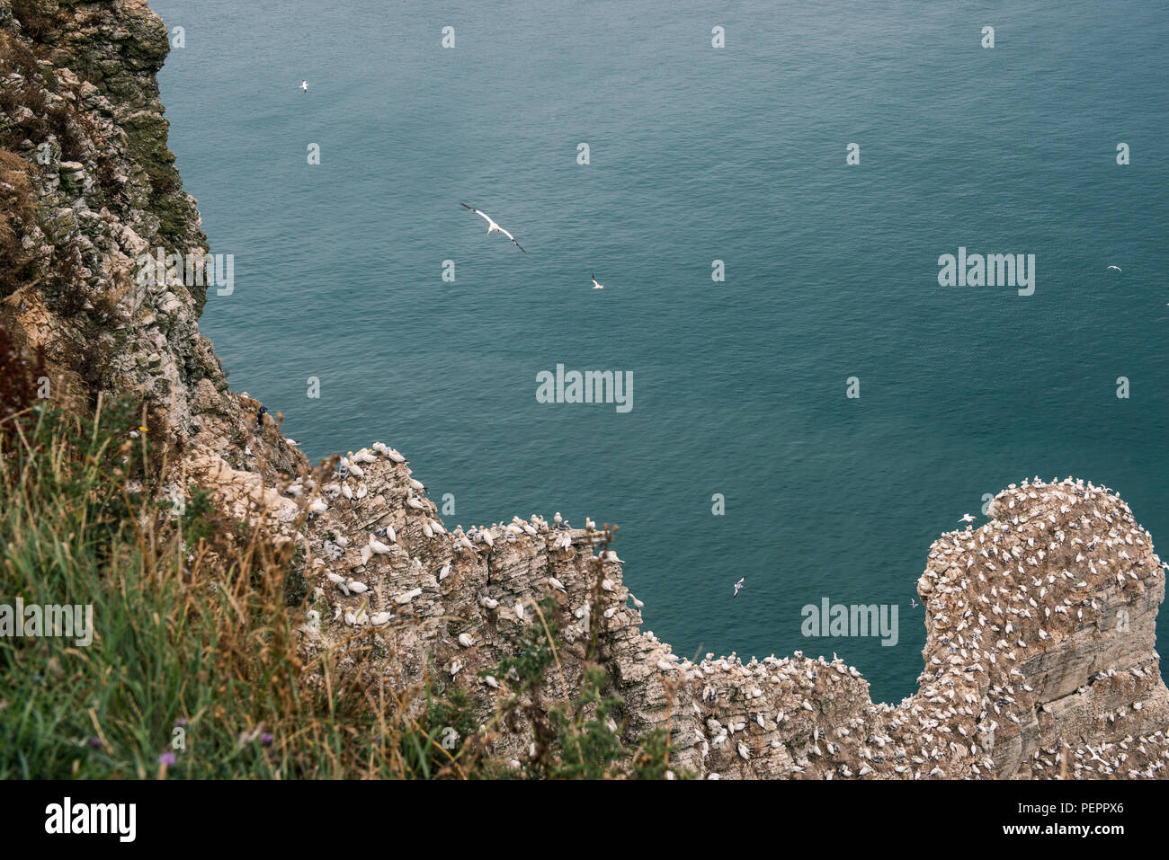 Sule su Bempton Cliffs Foto Stock