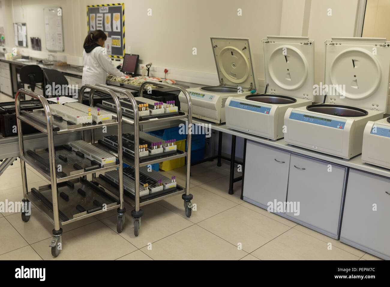 Tecnico di laboratorio a lavorare nella banca del sangue Foto Stock