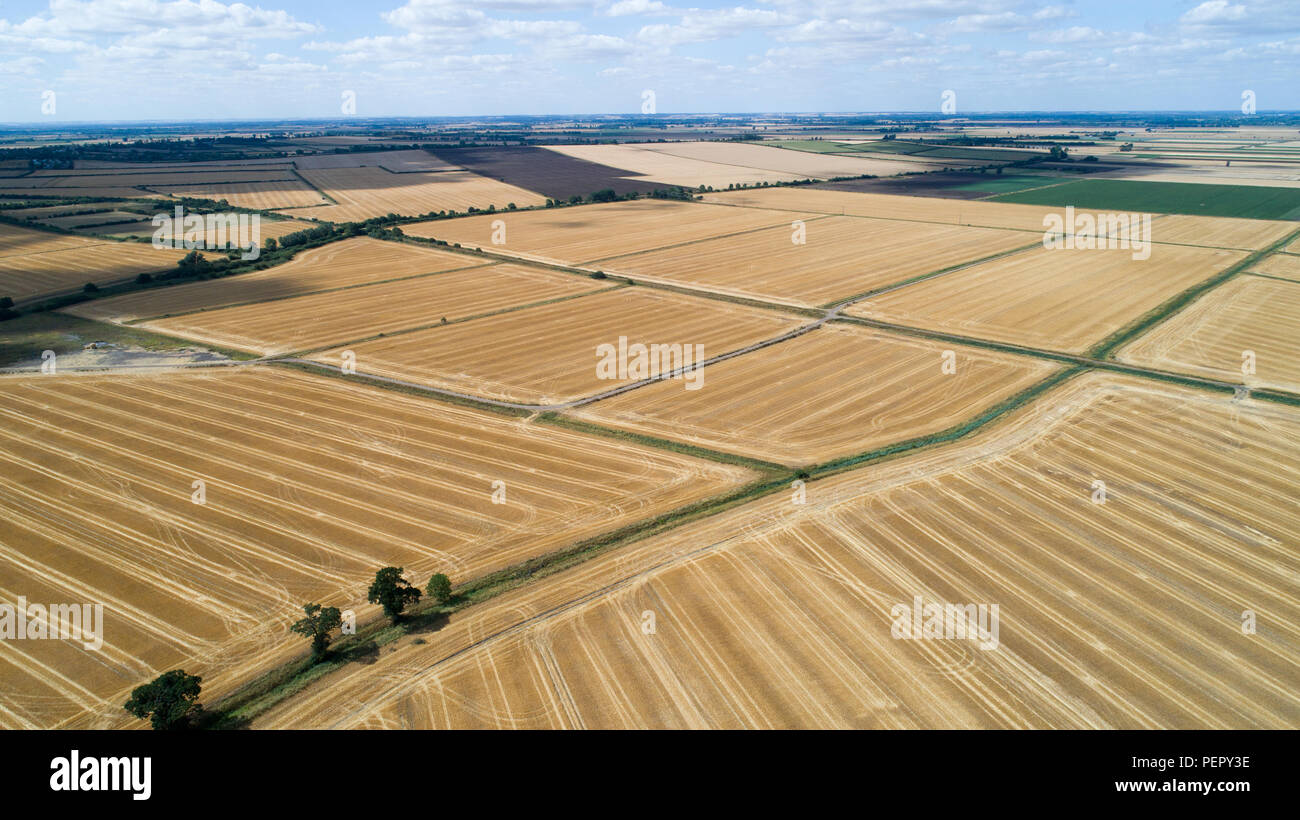 Le riarse campi nei pressi,Ely Cambs,Mercoledì 1 Agosto 2108 dopo l'ondata di caldo di quest'estate.Oggi gli agricoltori sono in possesso di un vertice della siccità con il governo. Il sindacato nazionale degli agricoltori (NFU) incontrerà funzionari a Londra oggi (MER) per discutere "polveriera" le condizioni che hanno ridotto la crescita di erba e di "uranio' alcuni rese. NFU presidente Minette pastelle detto lei proverà ad impressionare su ambiente segretario Michael Gove presso la "estremamente importante" colloqui sfide che gli agricoltori si trovano di fronte a seguito della grave mancanza di pioggia. Foto Stock