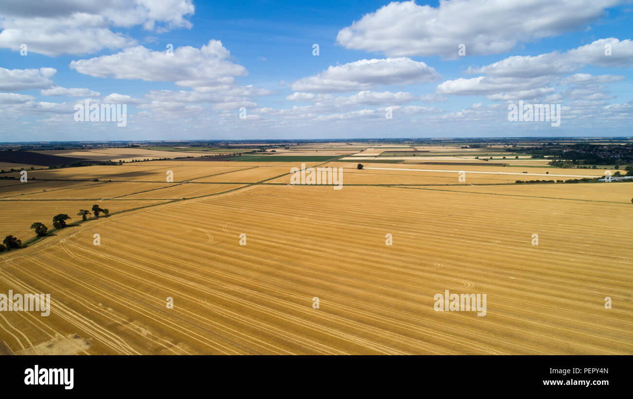 Le riarse campi nei pressi,Ely Cambs,Mercoledì 1 Agosto 2108 dopo l'ondata di caldo di quest'estate.Oggi gli agricoltori sono in possesso di un vertice della siccità con il governo. Il sindacato nazionale degli agricoltori (NFU) incontrerà funzionari a Londra oggi (MER) per discutere "polveriera" le condizioni che hanno ridotto la crescita di erba e di "uranio' alcuni rese. NFU presidente Minette pastelle detto lei proverà ad impressionare su ambiente segretario Michael Gove presso la "estremamente importante" colloqui sfide che gli agricoltori si trovano di fronte a seguito della grave mancanza di pioggia. Foto Stock