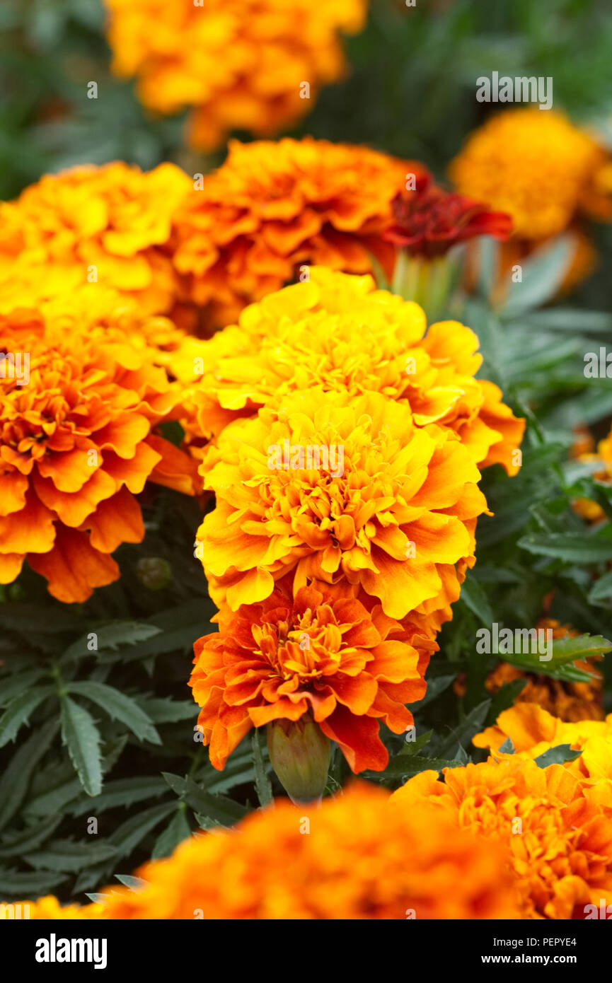 Tagetes patula. Tagete francese "bolide' Fiori. Foto Stock