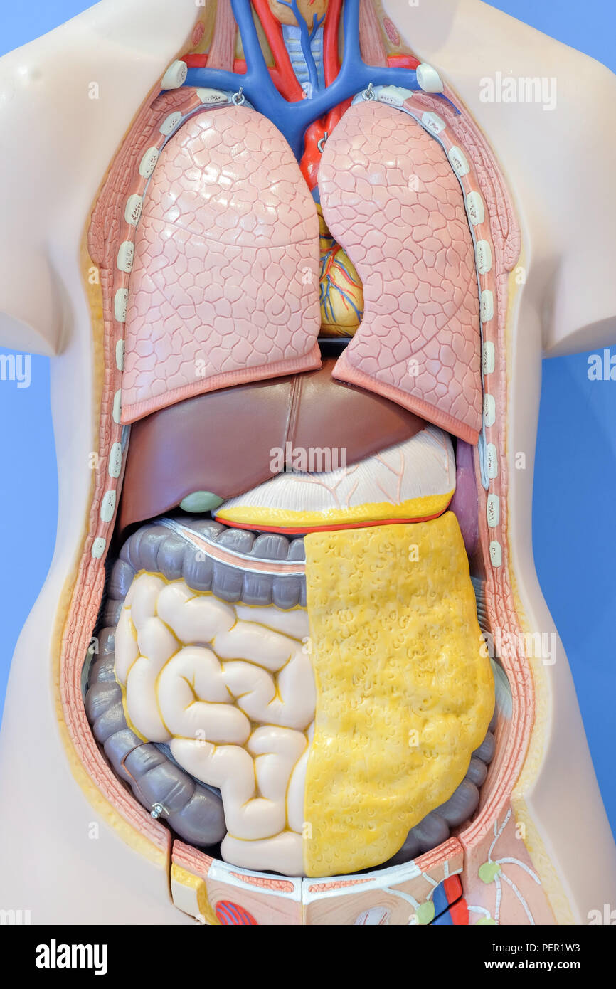 Modello di anatomia degli organi interni del corpo umano per uso medico dell'istruzione. Foto Stock
