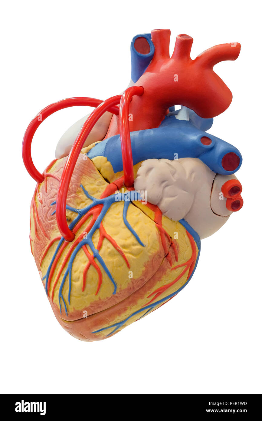 Modello di anatomia del sistema cardiovascolare per uso nella formazione medica, isolati su sfondo bianco Foto Stock