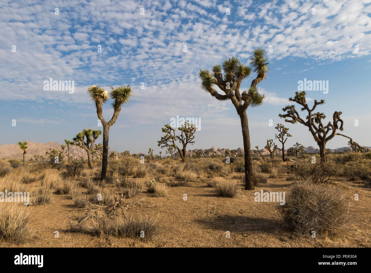 Molti alberi di Joshua riempire lo sfondo in questo altro mondo Il paesaggio del deserto. Foto Stock