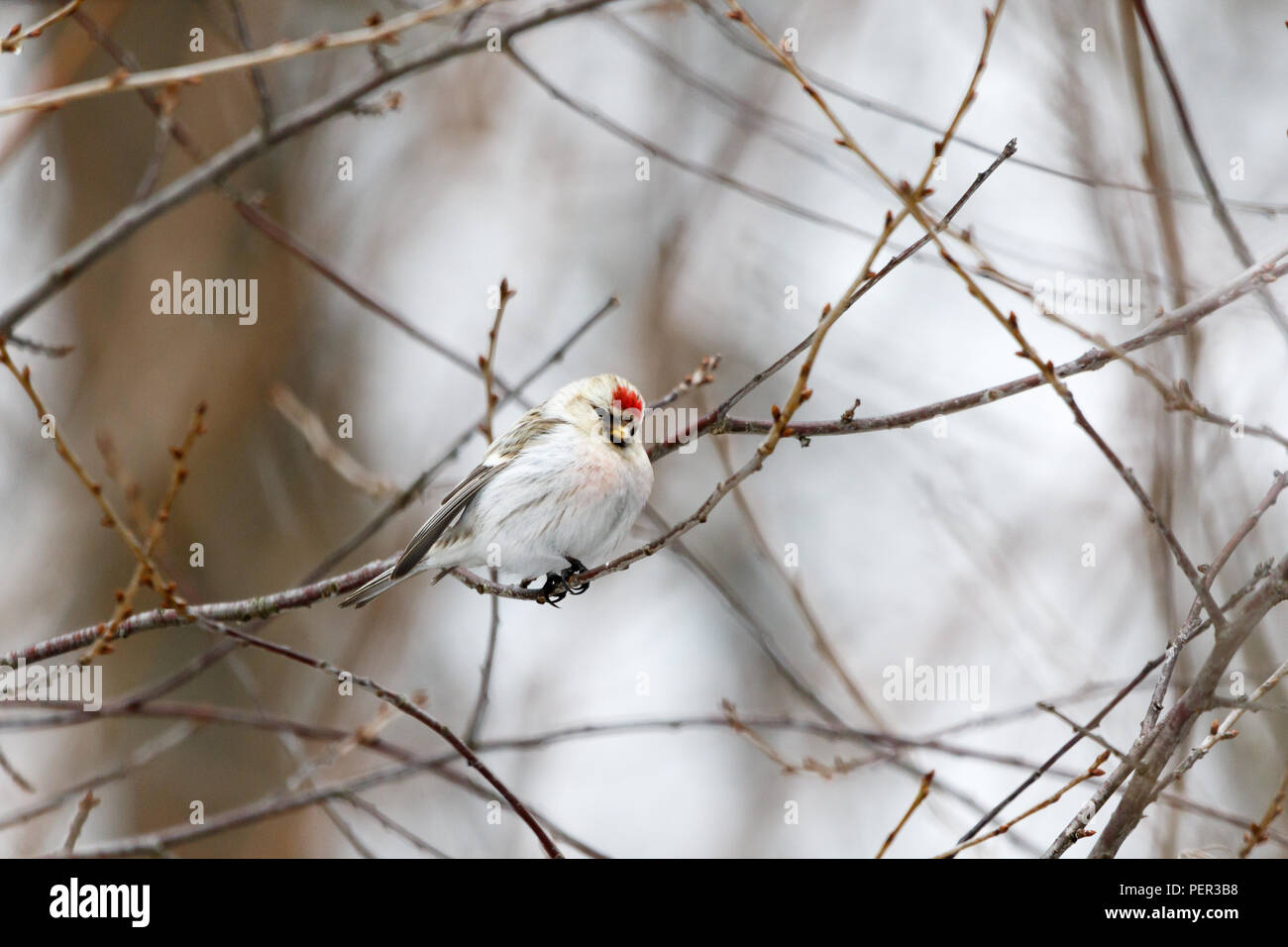 Arctic Redpoll (Acanthis hornemanni). Regione di Mosca, Russia. Park Kurkino. Bird la specie è identificato in modo impreciso. Foto Stock