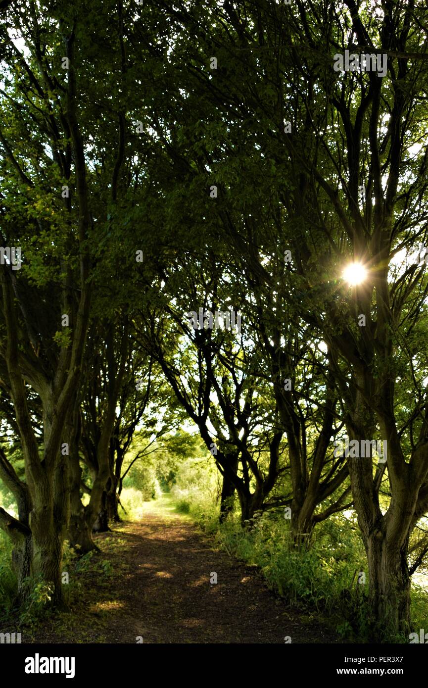 Vicolo nel parco con brevi alberi verdi su entrambi i lati in una giornata di sole di estate Foto Stock