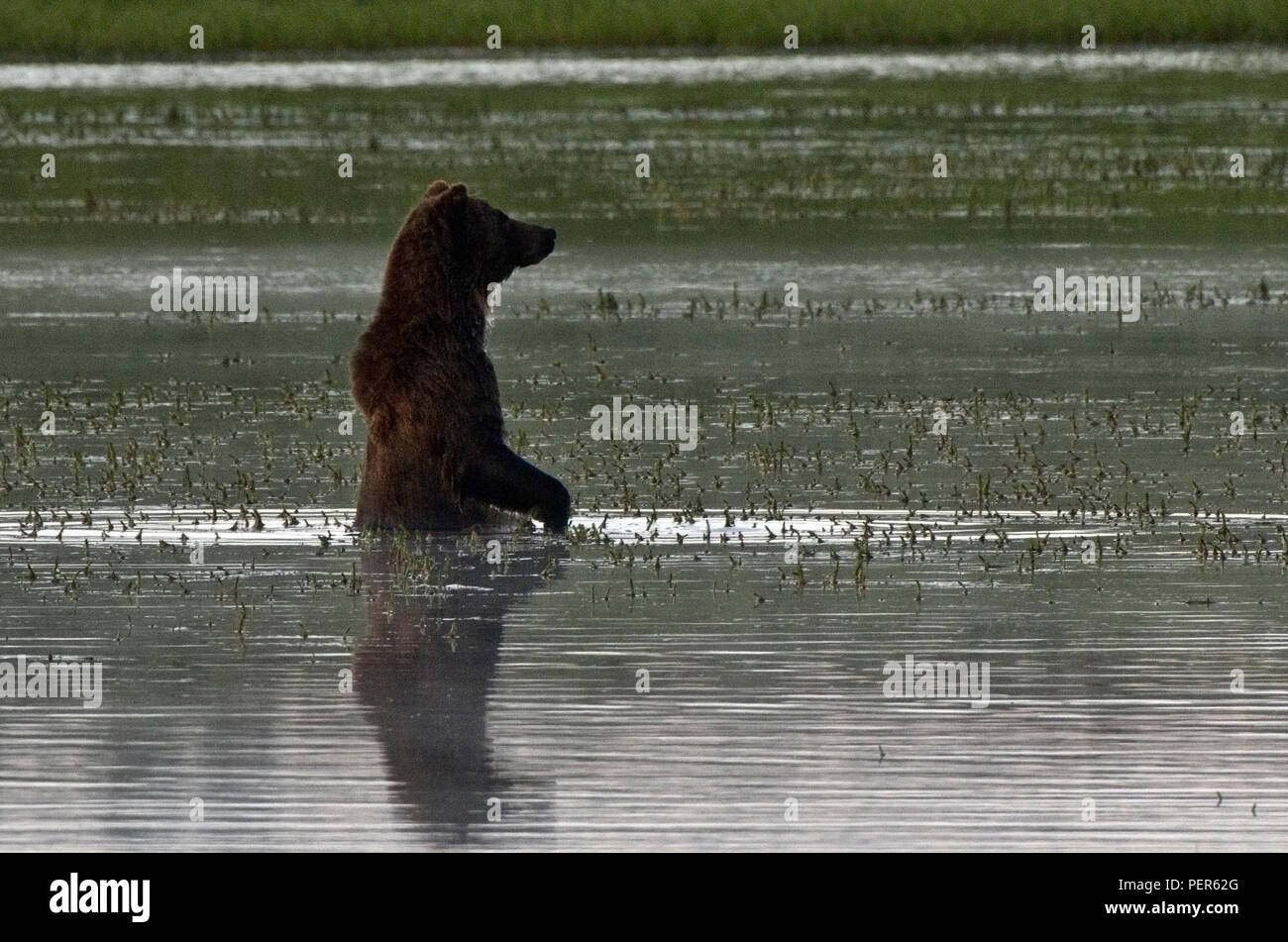Orso grizzly in piedi su due gambe in un stagno di Hayden Valley, il Parco Nazionale di Yellowstone. Foto Stock