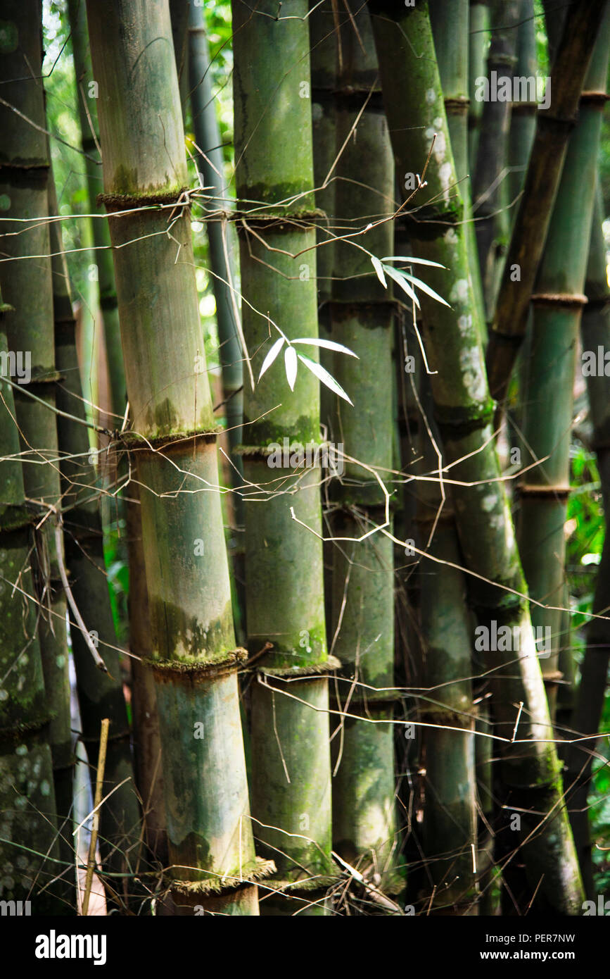Il clima tropicale vietnamita è vantaggioso per la crescita dei boschetti di bambù, in Vietnam. Foto Stock