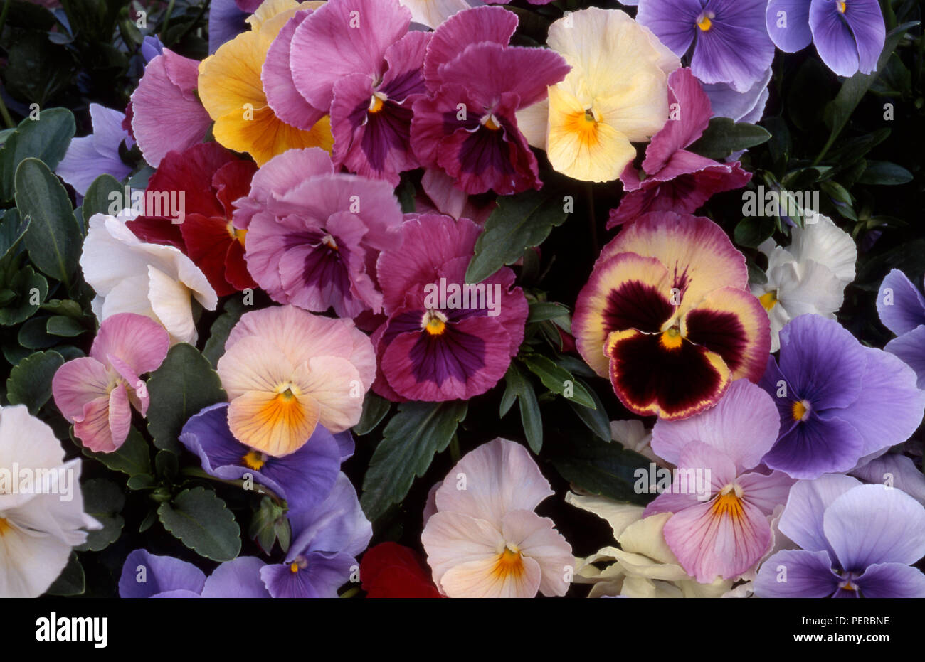 Pansy colorati fiori (Viola x wittrockiana) Foto Stock