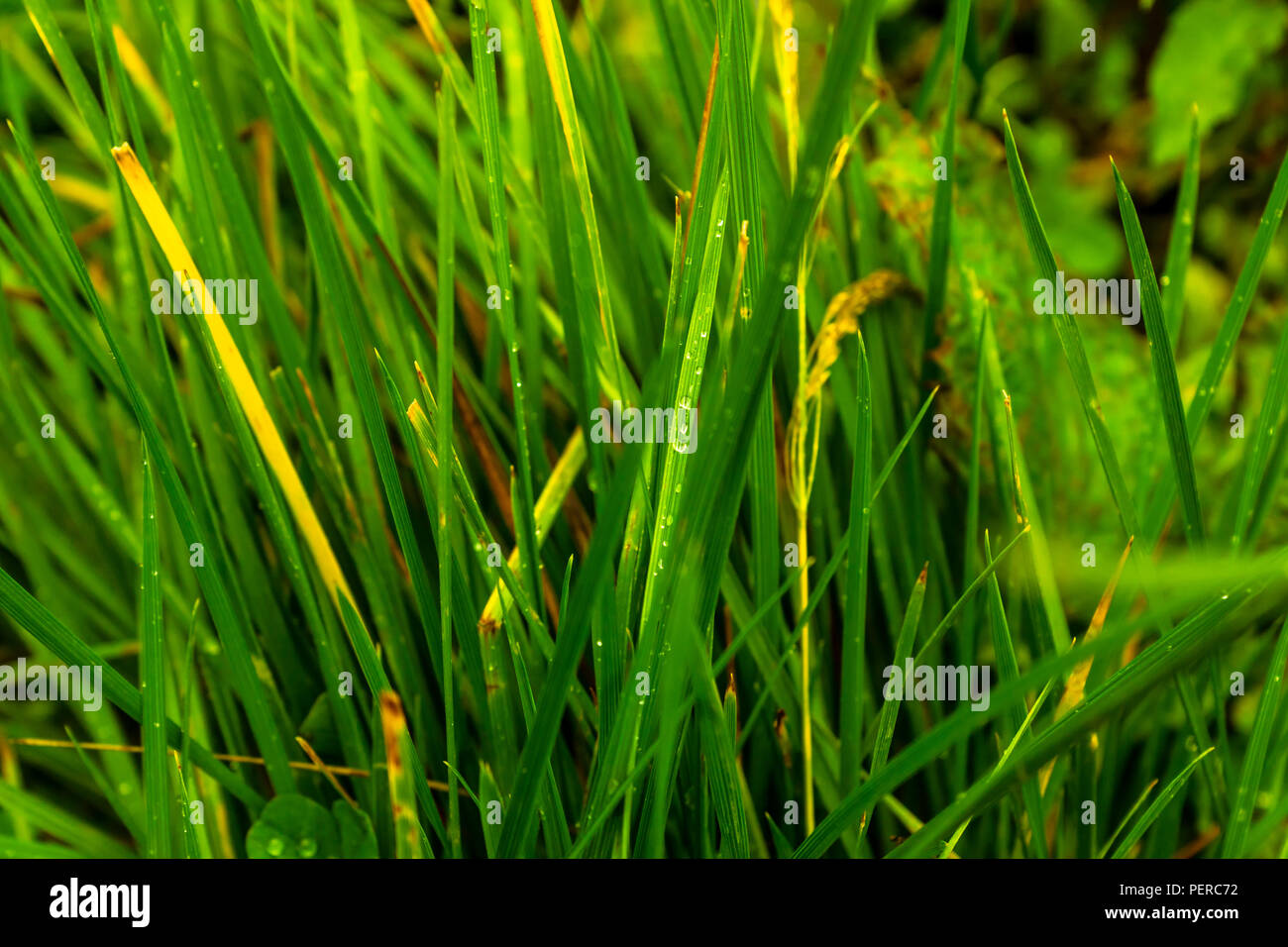 Sullo sfondo della natura con erba dopo la pioggia Foto Stock