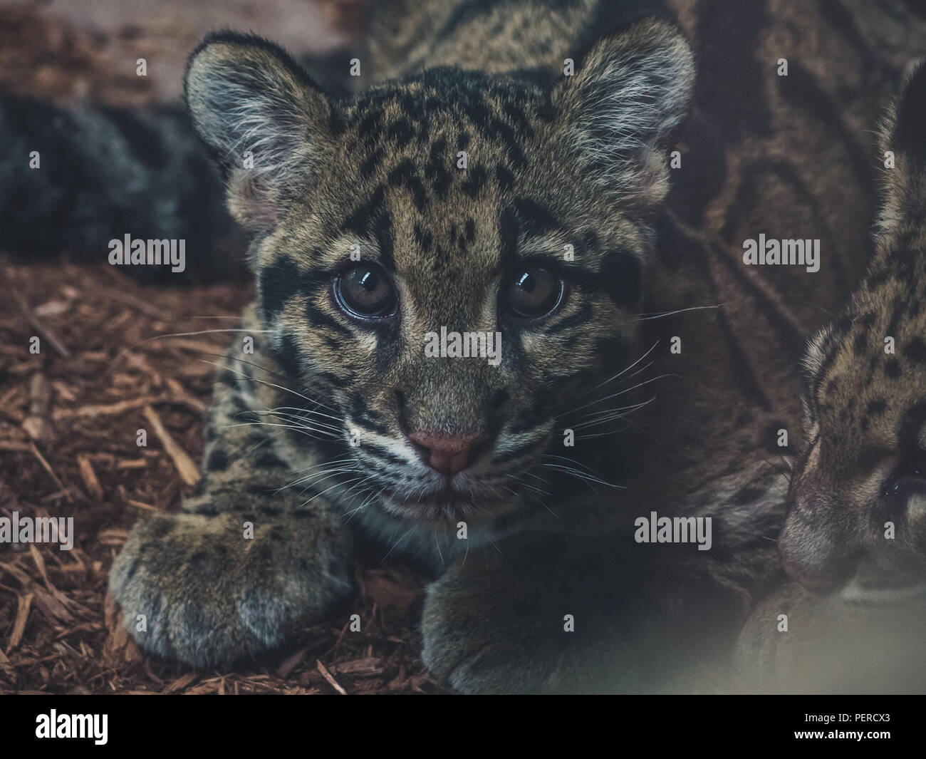 Carino vicino dei giovani leopardo nuvola (neofelis nebulosa) Guardando nella telecamera Foto Stock