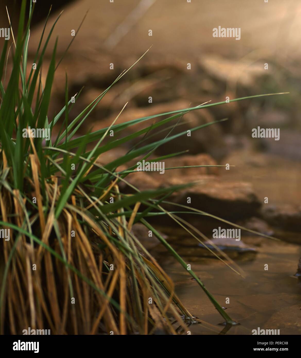 Boccola di erba in un torrente Foto Stock