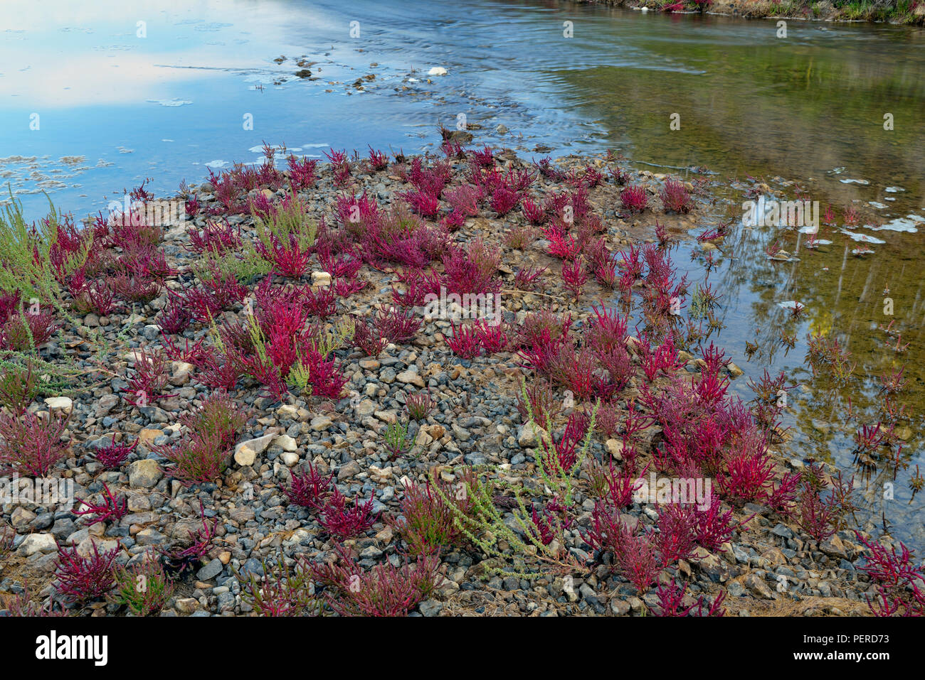 Tolleranza al sale vegetazione- samphire rosso (Salicornia rubra A. Nel.) sulla riva del fiume di sale, Parco Nazionale Wood Buffalo, Alberta, Canada Foto Stock
