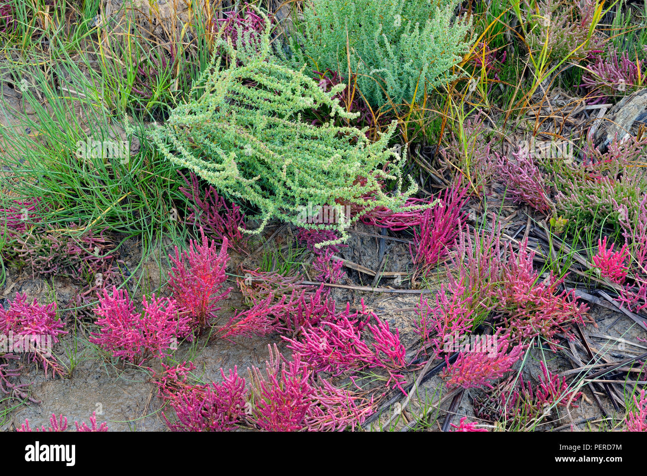 Tolleranza al sale vegetazione- samphire rosso (Salicornia rubra A. Nel.) sulla riva del fiume di sale, Parco Nazionale Wood Buffalo, Alberta, Canada Foto Stock