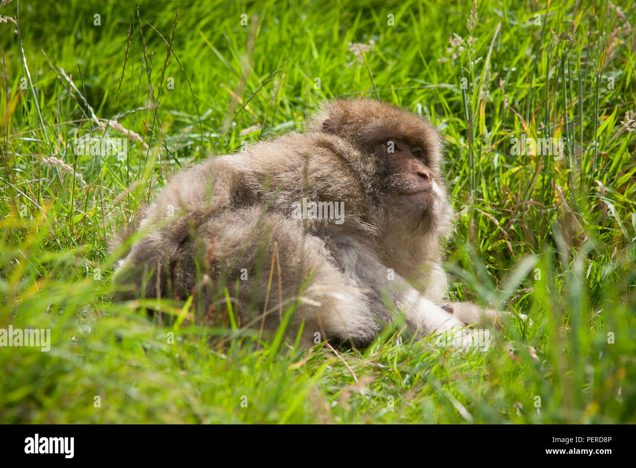 Barberia Maxaque a Trentham Monkey Forest a Stoke on Trent Foto Stock