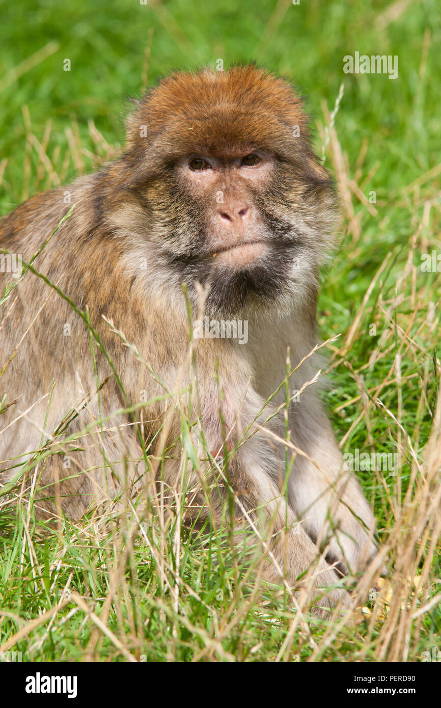 Barberia Maxaque a Trentham Monkey Forest a Stoke on Trent Foto Stock