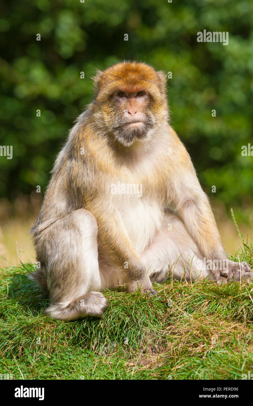 Barberia Maxaque a Trentham Monkey Forest a Stoke on Trent Foto Stock