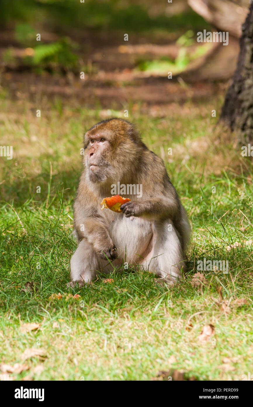 Barberia Maxaque a Trentham Monkey Forest a Stoke on Trent Foto Stock