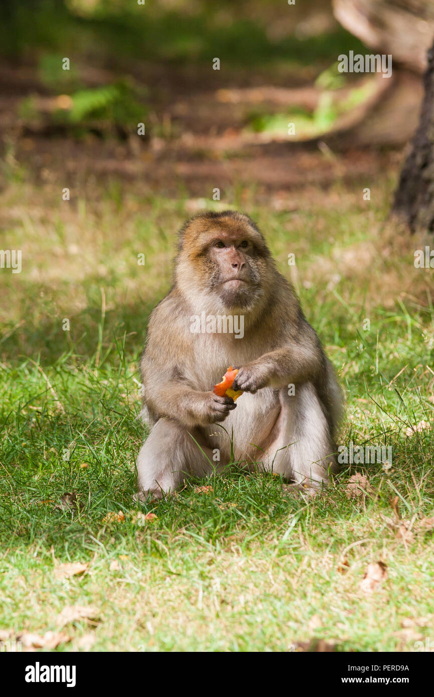 Barberia Maxaque a Trentham Monkey Forest a Stoke on Trent Foto Stock