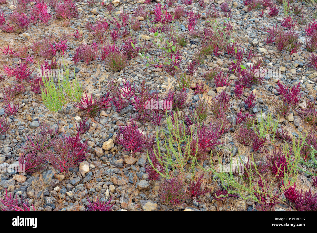Tolleranza al sale vegetazione- samphire rosso (Salicornia rubra A. Nel.) sulla riva del fiume di sale, Parco Nazionale Wood Buffalo, Alberta, Canada Foto Stock